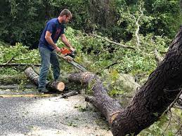 Best Tree Trimming and Pruning  in Morristown, IN