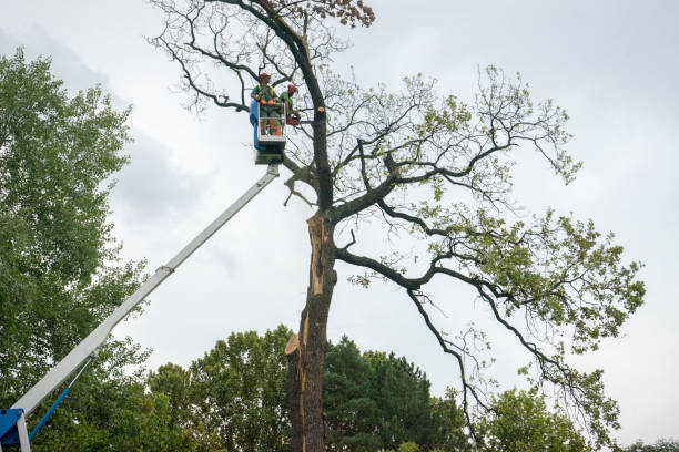 How Our Tree Care Process Works  in  Morristown, IN