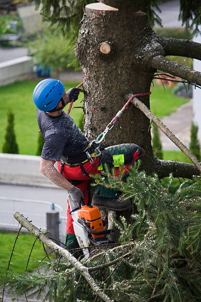 Best Tree Maintenance Programs  in Morristown, IN