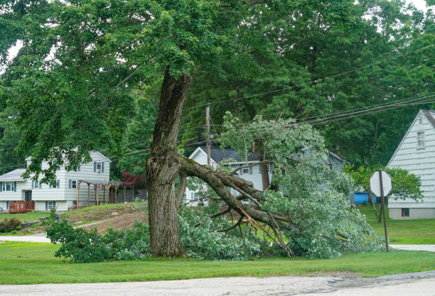  Morristown, IN Tree Services Pros