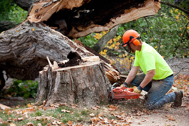 Professional Tree Care  in Morristown, IN