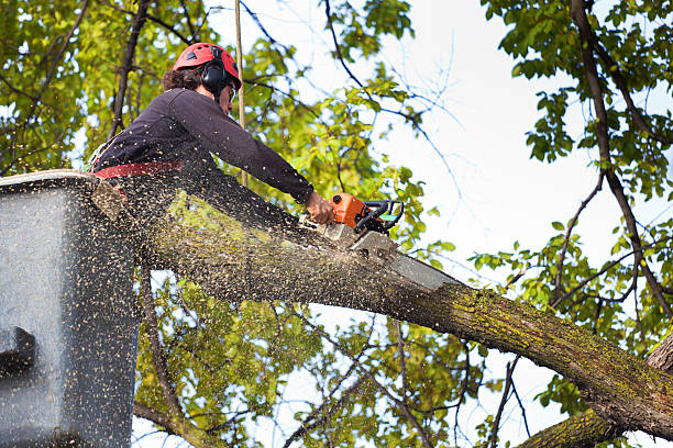 Best Tree Health Inspection  in Morristown, IN