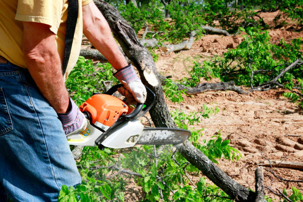 Best Commercial Tree Services  in Morristown, IN